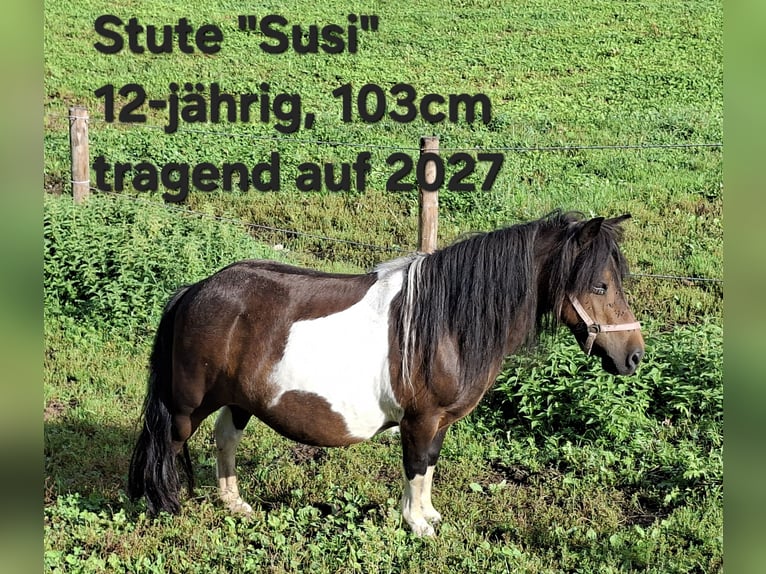 Shetland Ponies Mare 12 years 10 hh Pinto in Argenbühl