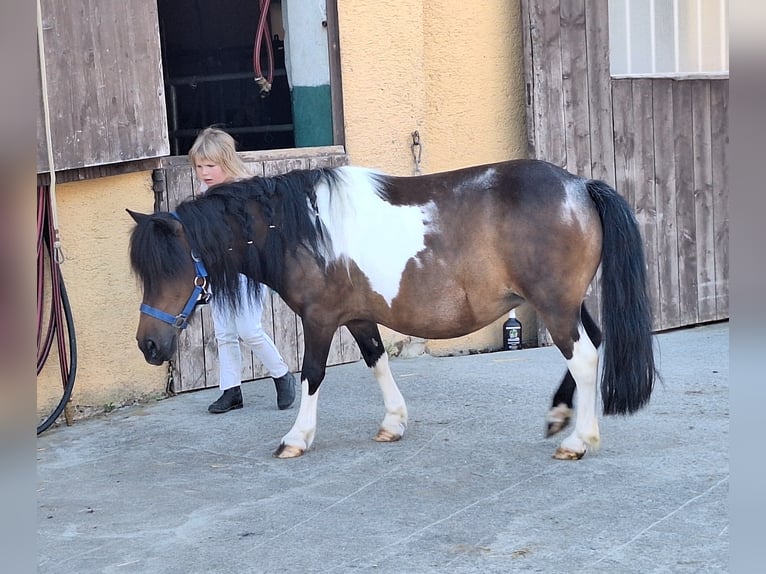Shetland Ponies Mare 12 years 10 hh Pinto in Argenbühl