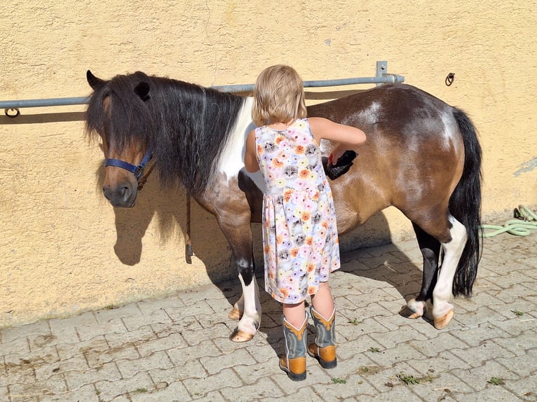 Shetland Ponies Mare 12 years 10 hh Pinto in Argenbühl