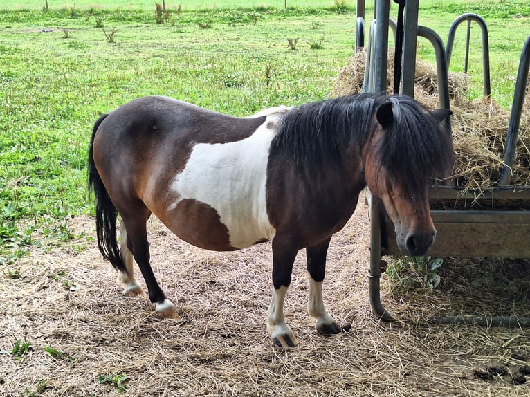 Shetland Ponies Mare 12 years 10 hh Pinto in Argenbühl