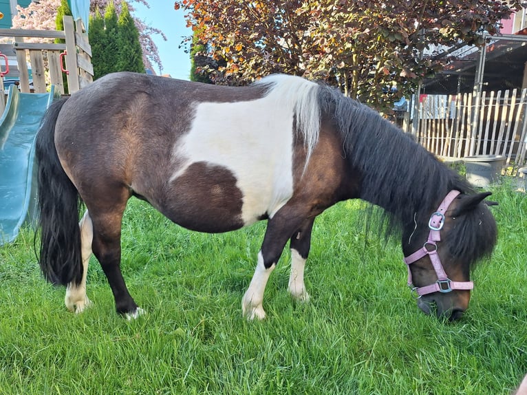 Shetland Ponies Mare 12 years 10 hh Pinto in Argenbühl