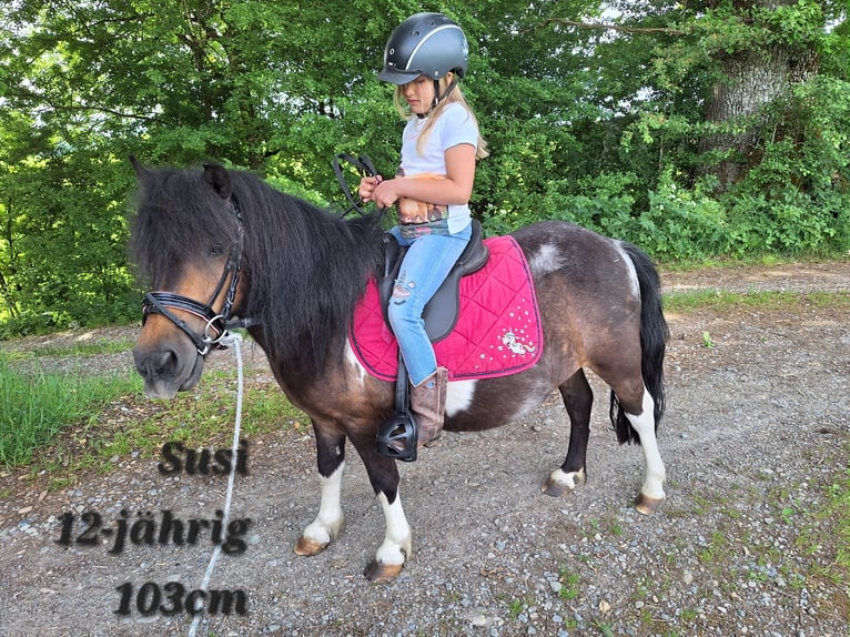 Shetland Ponies Mare 12 years 10 hh Pinto in Argenbühl