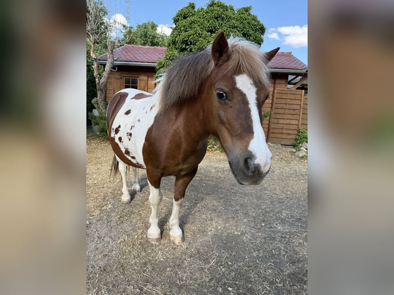 Shetland Ponies Mare 12 years 10,1 hh Pinto in Neinstedt