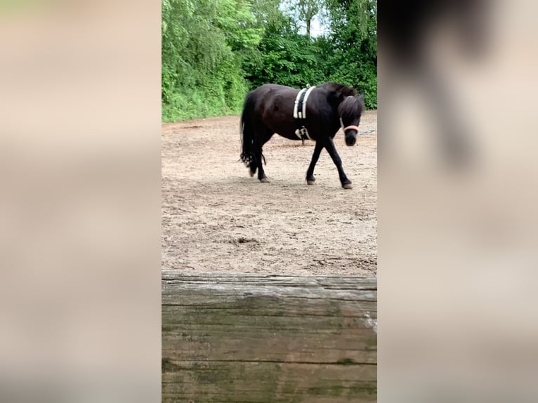Shetland Ponies Mare 12 years 10,2 hh Black in Aschbach