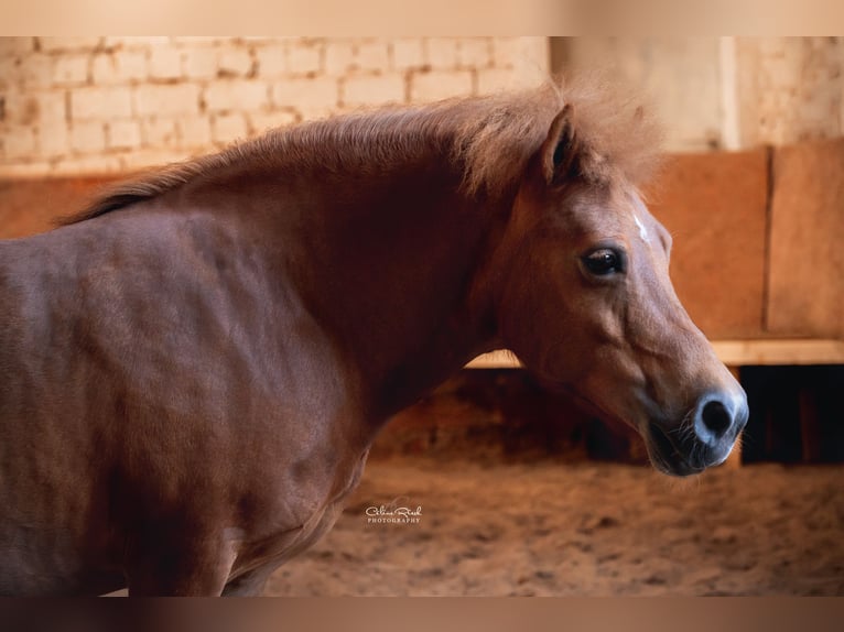 Shetland Ponies Mix Mare 12 years 11,2 hh Chestnut-Red in Modautal