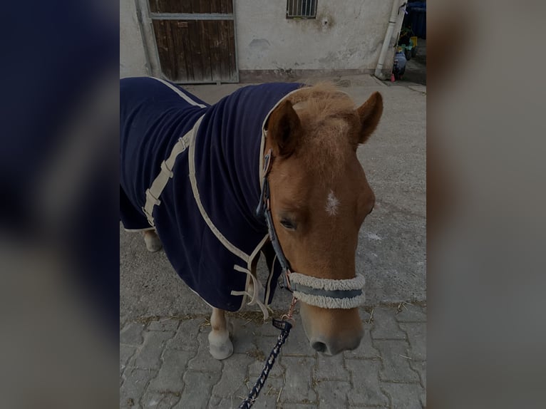 Shetland Ponies Mix Mare 12 years 11,2 hh Chestnut-Red in Modautal