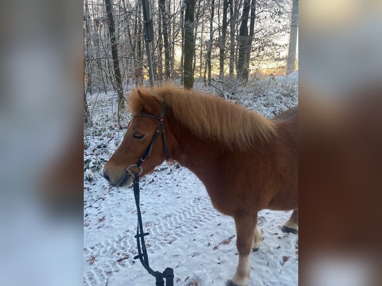 Shetland Ponies Mix Mare 12 years 11 hh Chestnut-Red in Modautal