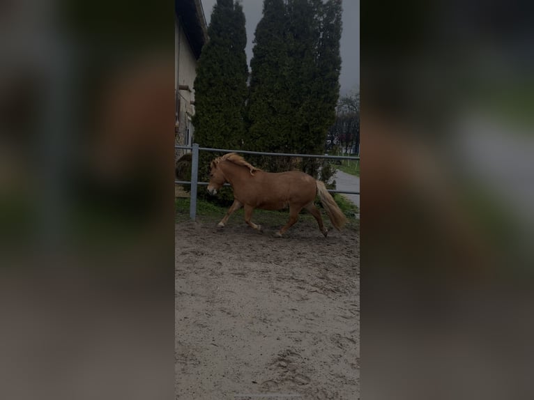 Shetland Ponies Mix Mare 12 years 11 hh Chestnut-Red in Modautal