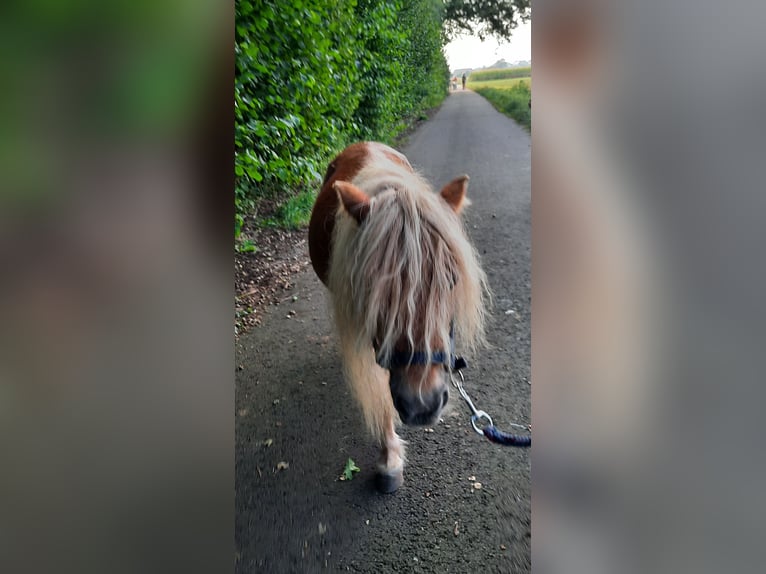 Shetland Ponies Mare 12 years 8,1 hh Chestnut-Red in Ahaus