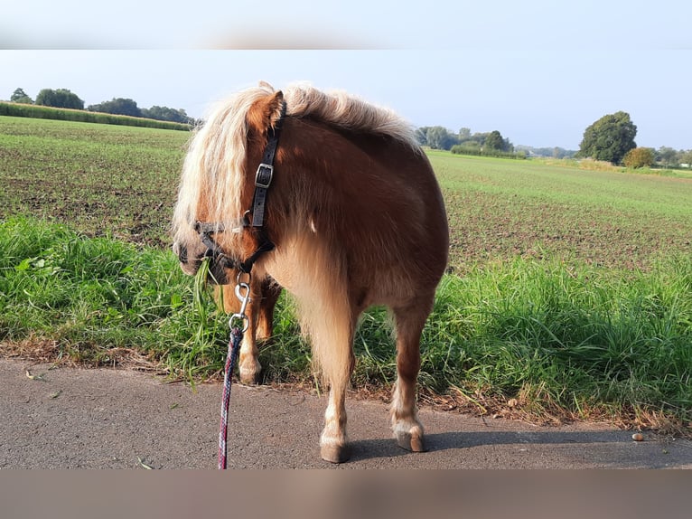 Shetland Ponies Mare 12 years 8,1 hh Chestnut-Red in Ahaus