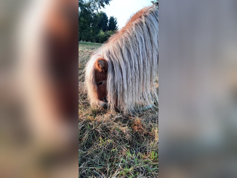 Shetland Ponies Mare 12 years 8,1 hh Chestnut-Red in Ahaus