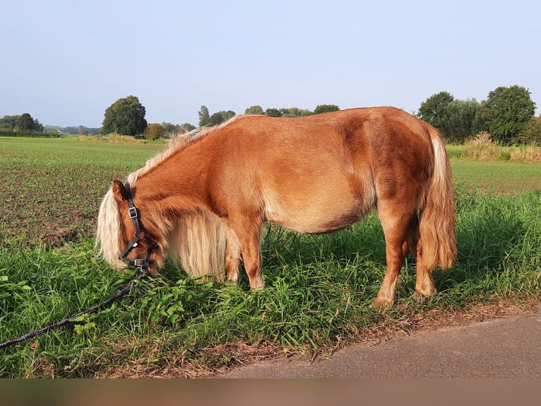 Shetland Ponies Mare 12 years 8,1 hh Chestnut-Red in Ahaus