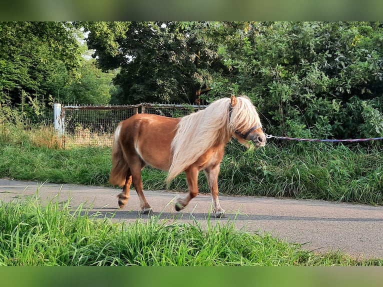 Shetland Ponies Mare 12 years 8,1 hh Chestnut-Red in Ahaus