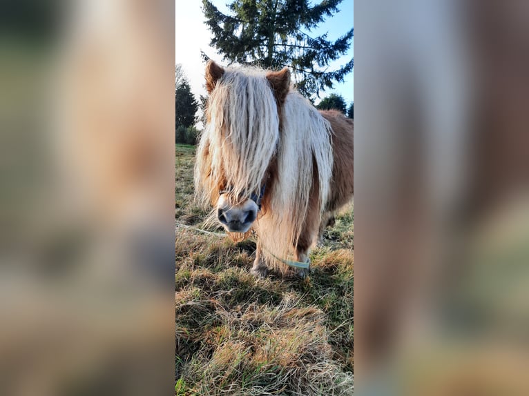 Shetland Ponies Mare 12 years 8,1 hh Chestnut-Red in Ahaus