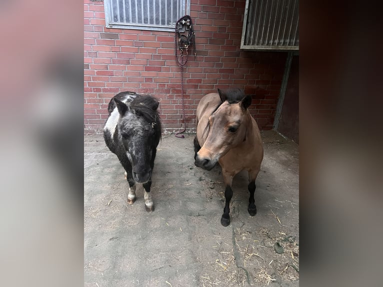 Shetland Ponies Mare 12 years 8.2 hh Brown in Reinbek