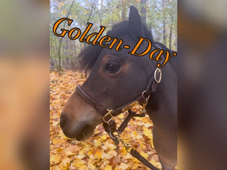 Shetland Ponies Mare 12 years 8.2 hh Brown in Reinbek