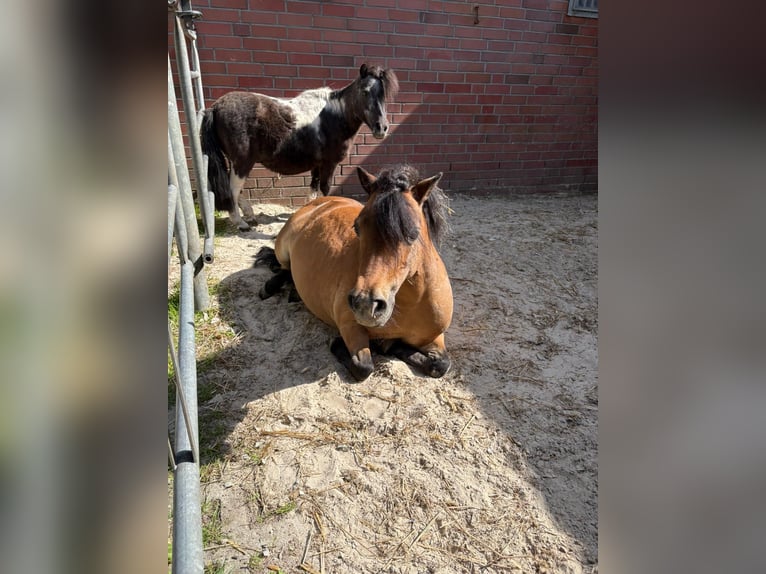 Shetland Ponies Mare 12 years 8.2 hh Brown in Reinbek