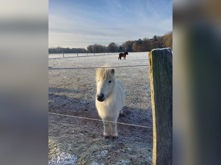 Shetland Ponies Mare 12 years 8,3 hh Gray in Neustadt am Rübenberge