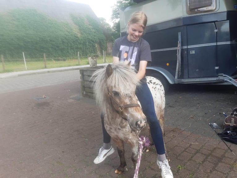 Shetland Ponies Mare 12 years 8,3 hh Leopard-Piebald in Selsingen