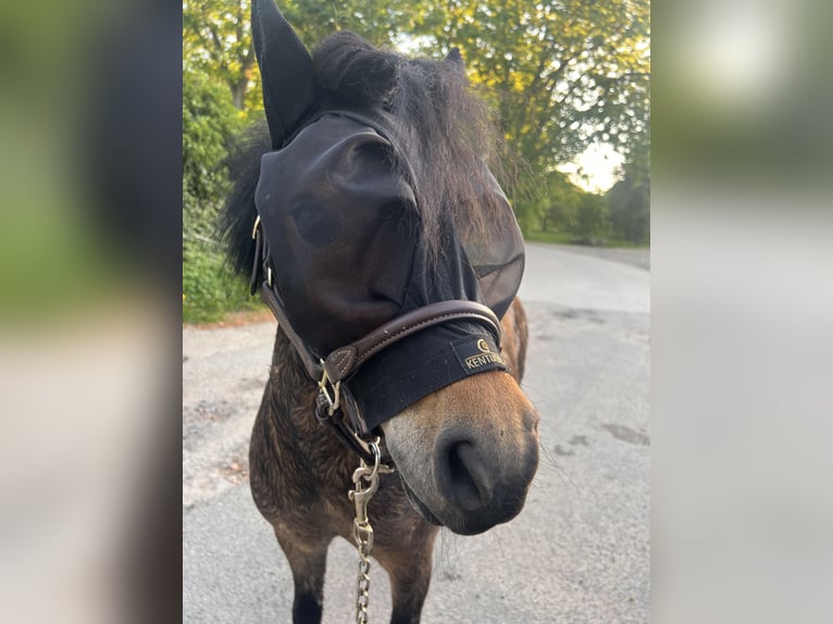 Shetland Ponies Mare 12 years 8,2 hh Brown in Reinbek