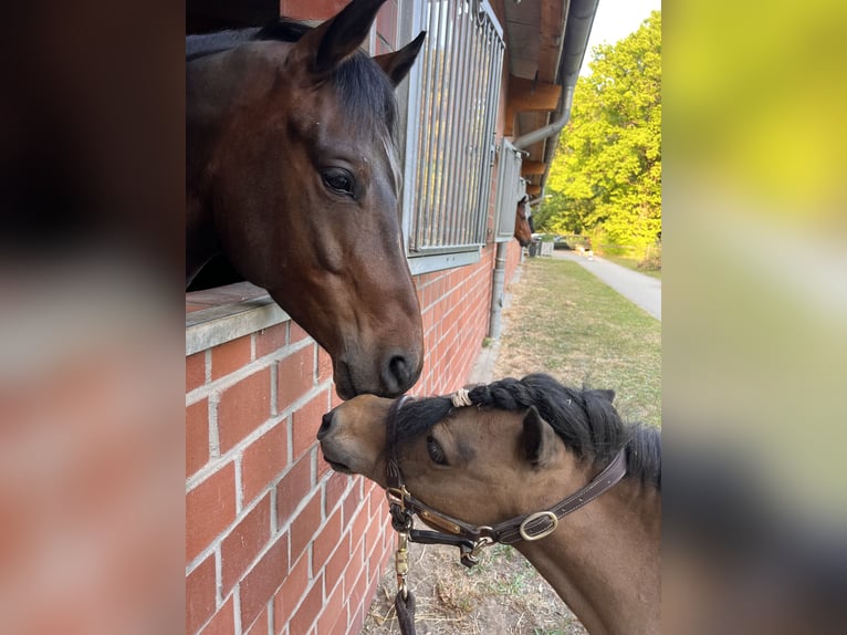 Shetland Ponies Mare 12 years 8,2 hh Brown in Reinbek