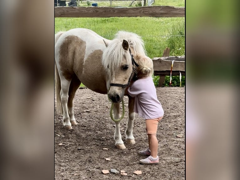 Shetland Ponies Mare 12 years 9,2 hh Palomino in Emmerthal