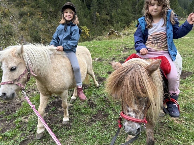 Shetland Ponies Mare 12 years 9,2 hh Palomino in Raggal