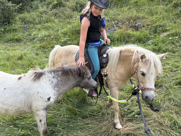 Shetland Ponies Mare 12 years 9,2 hh Palomino in Raggal