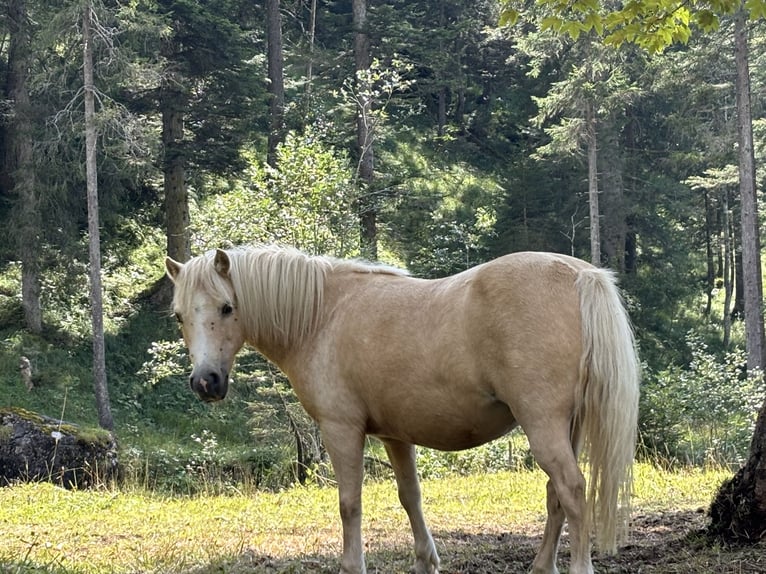 Shetland Ponies Mare 12 years 9,2 hh Palomino in Raggal