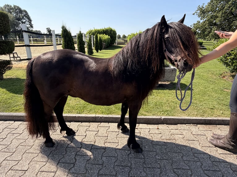 Shetland Ponies Mare 12 years  in Nordwalde
