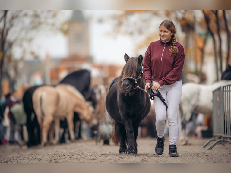 Shetland Ponies Mare 13 years 10.1 hh Black in Leerbroek