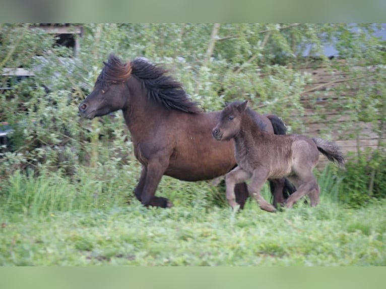 Shetland Ponies Mare 13 years 10.1 hh Black in Leerbroek
