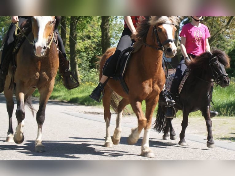 Shetland Ponies Mare 13 years 10.1 hh Black in Leerbroek