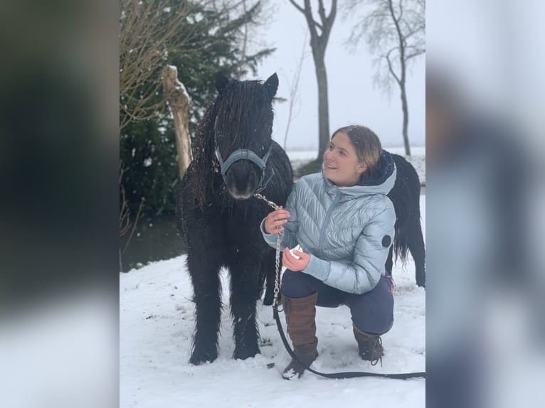 Shetland Ponies Mare 13 years 10.1 hh Black in Leerbroek