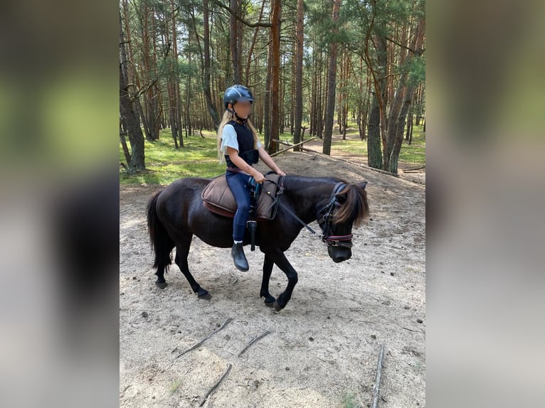 Shetland Ponies Mare 13 years 10,1 hh Black in Schönwalde