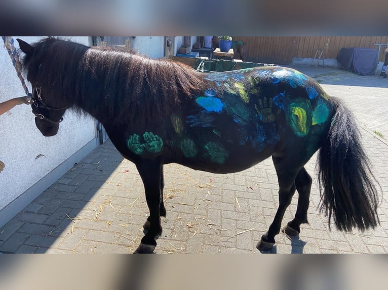 Shetland Ponies Mare 13 years 10,1 hh Black in Schönwalde