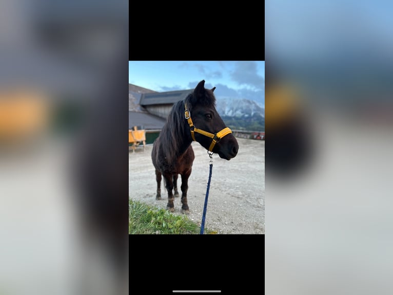 Shetland Ponies Mix Mare 13 years 10,2 hh Black in Vorderstoder