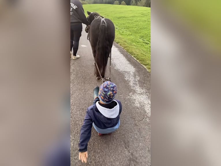 Shetland Ponies Mix Mare 13 years 10,2 hh Black in Vorderstoder