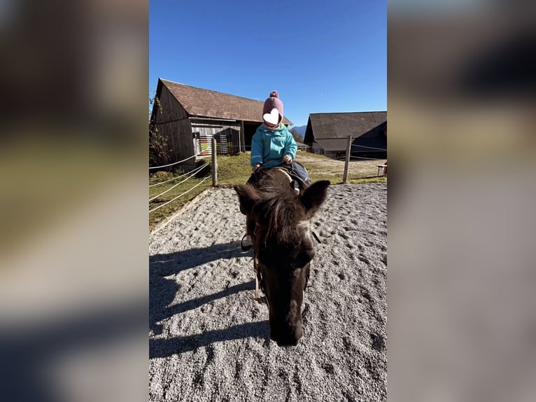 Shetland Ponies Mix Mare 13 years 10,2 hh Black in Vorderstoder