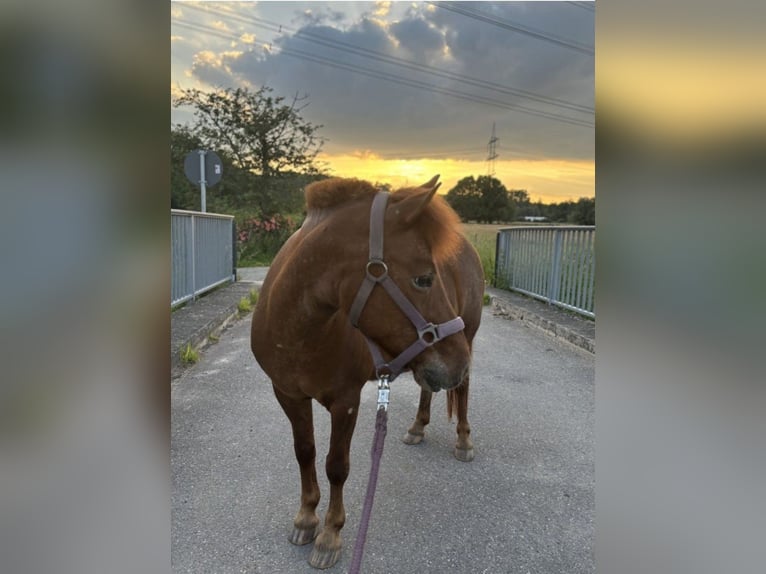 Shetland Ponies Mix Mare 13 years 11 hh Chestnut-Red in Sinzheim