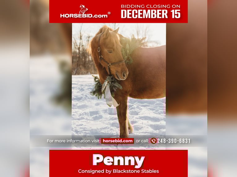 Shetland Ponies Mare 13 years 12 hh Chestnut in Howell