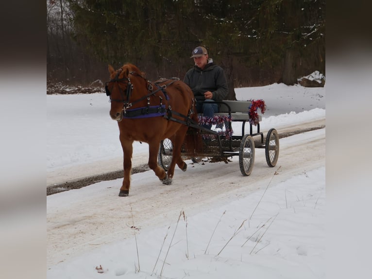 Shetland Ponies Mare 13 years 12 hh Chestnut in Howell