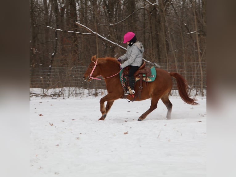 Shetland Ponies Mare 13 years 12 hh Chestnut in Howell