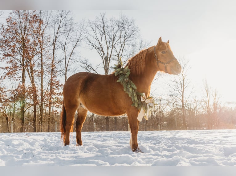 Shetland Ponies Mare 13 years 12 hh Chestnut in Howell
