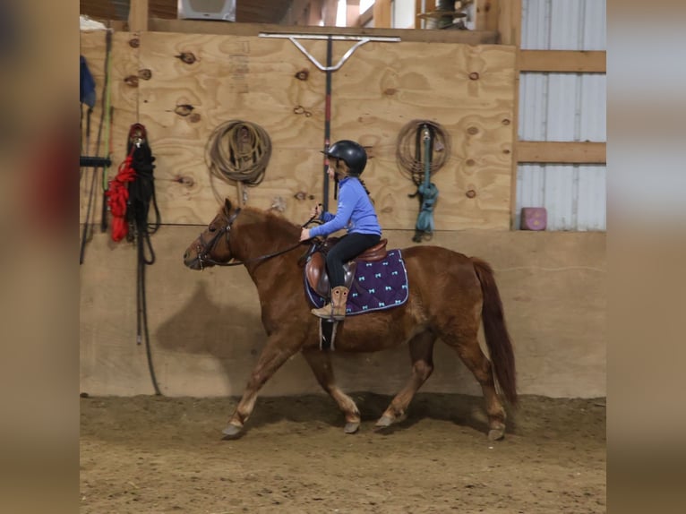 Shetland Ponies Mare 13 years 12 hh Chestnut in Howell