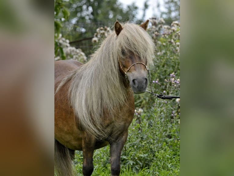 Shetland Ponies Mare 13 years 8,2 hh Chestnut-Red in Lodz