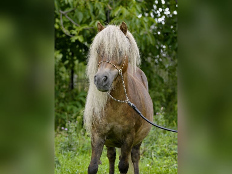 Shetland Ponies Mare 13 years 8,2 hh Chestnut-Red in Lodz