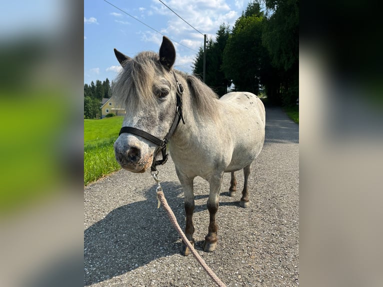 Shetland Ponies Mare 13 years 8,2 hh Leopard-Piebald in In den Auen