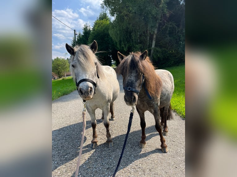 Shetland Ponies Mare 13 years 8,2 hh Leopard-Piebald in In den Auen