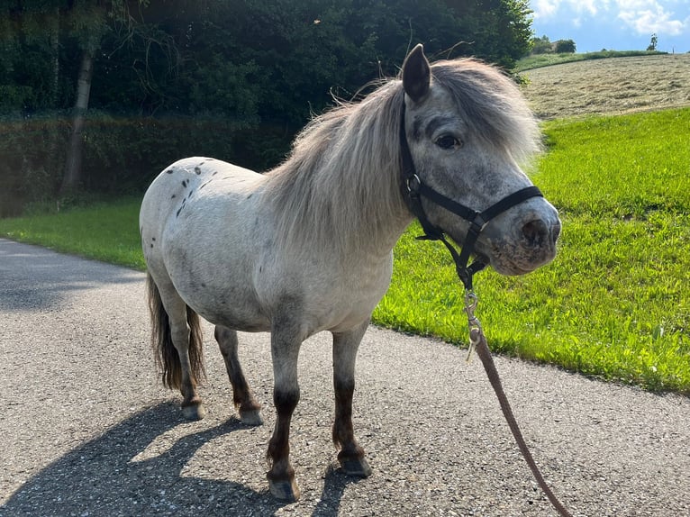 Shetland Ponies Mare 13 years 8,2 hh Leopard-Piebald in In den Auen